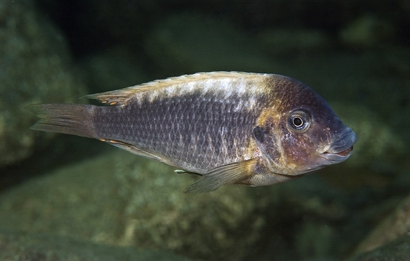 Petrochromis ephippium 'Miyako Point'